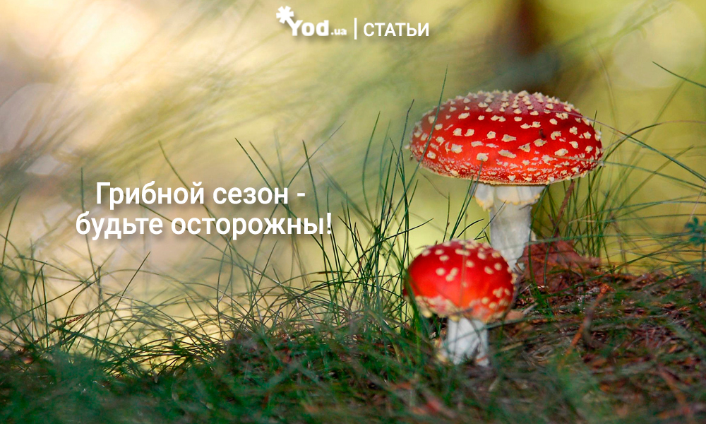 Отравление грибами: лечение и последствия